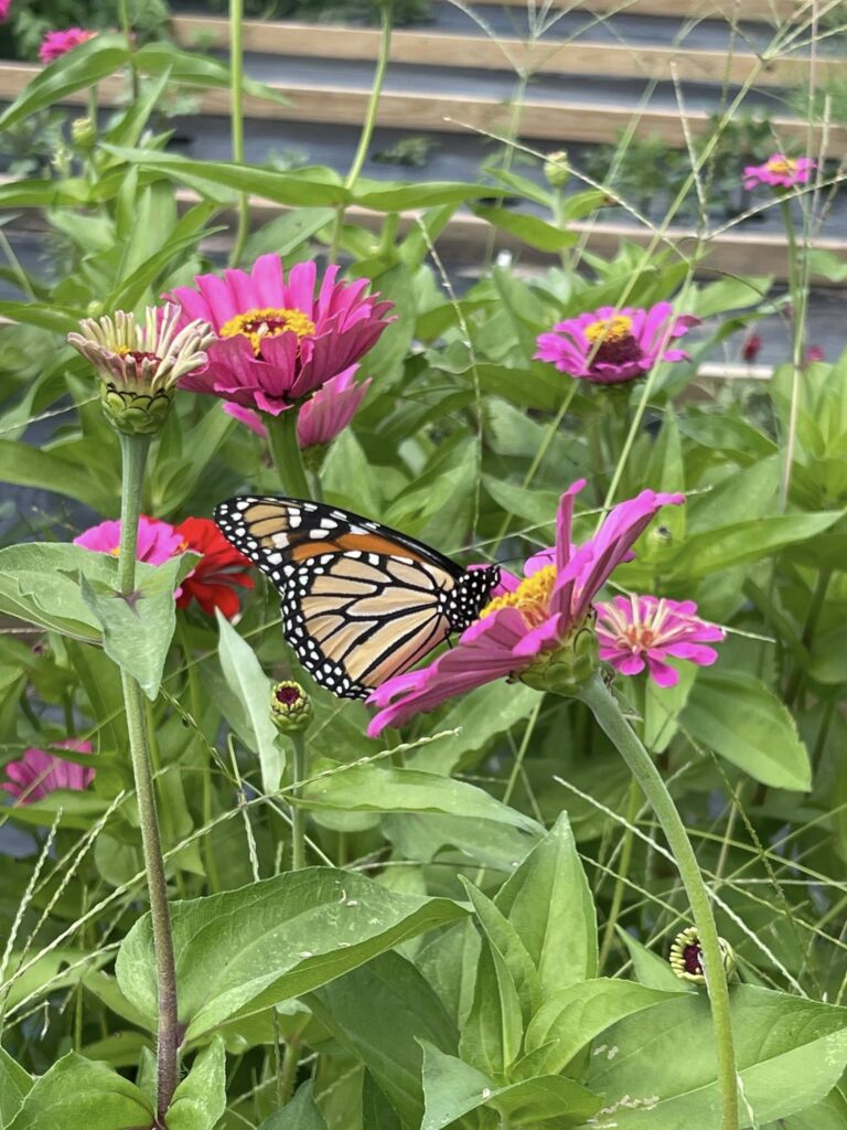 butterfly