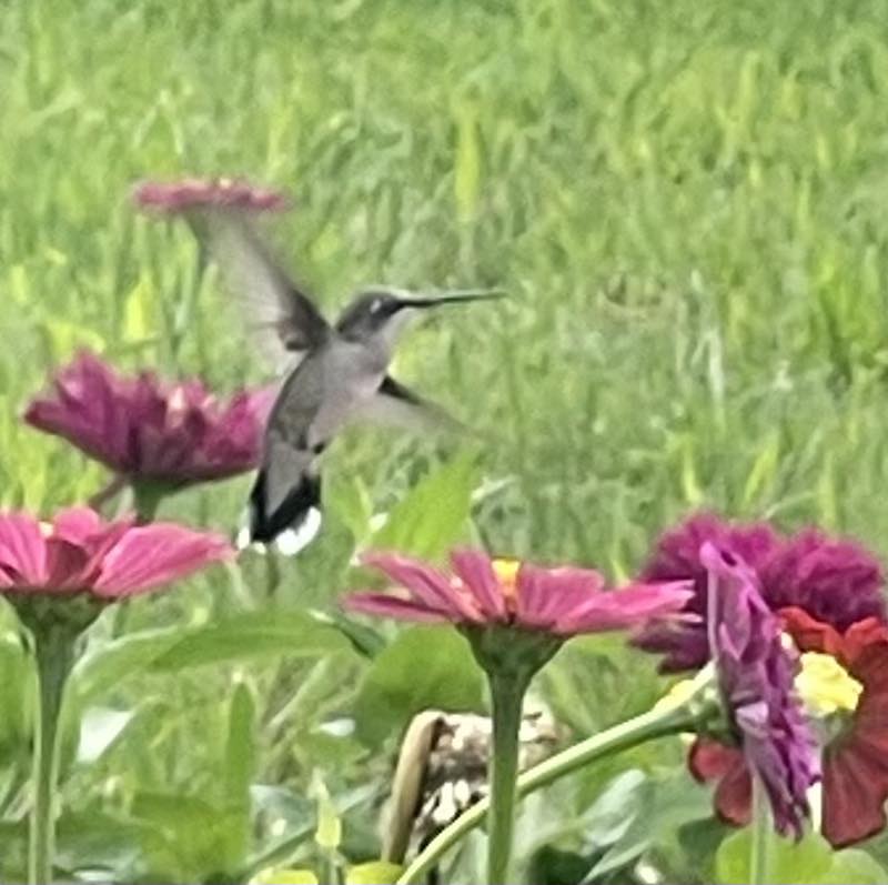 hummingbird