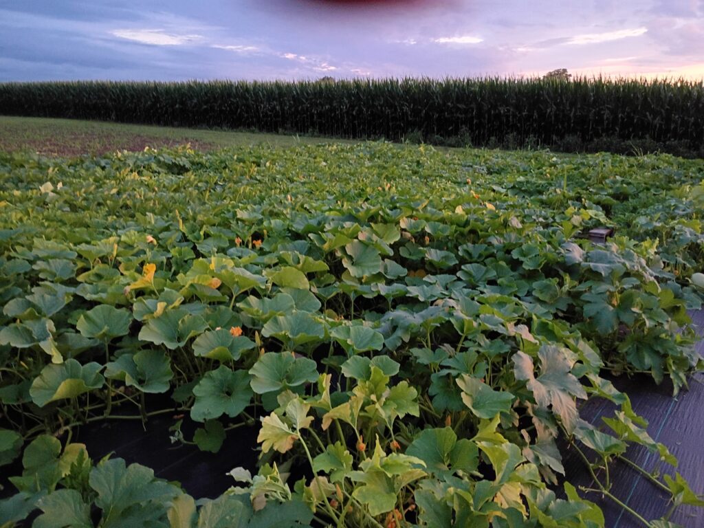 punkins