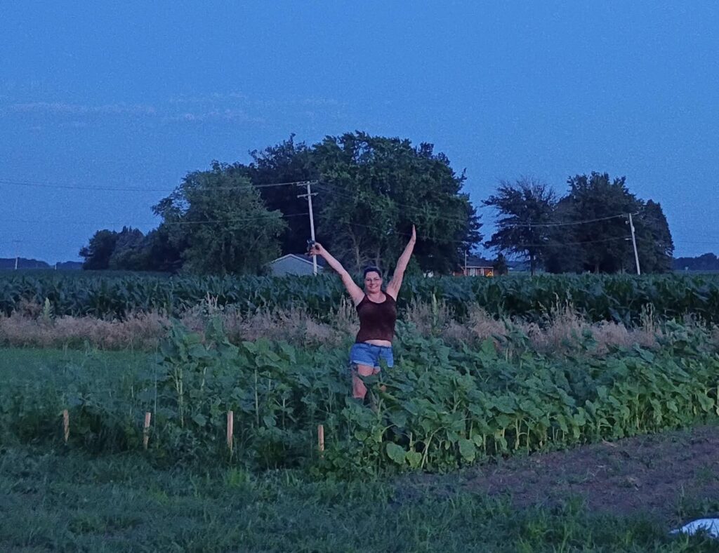 sunflower field