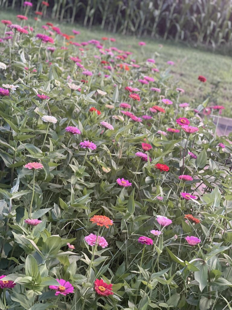 zinnias